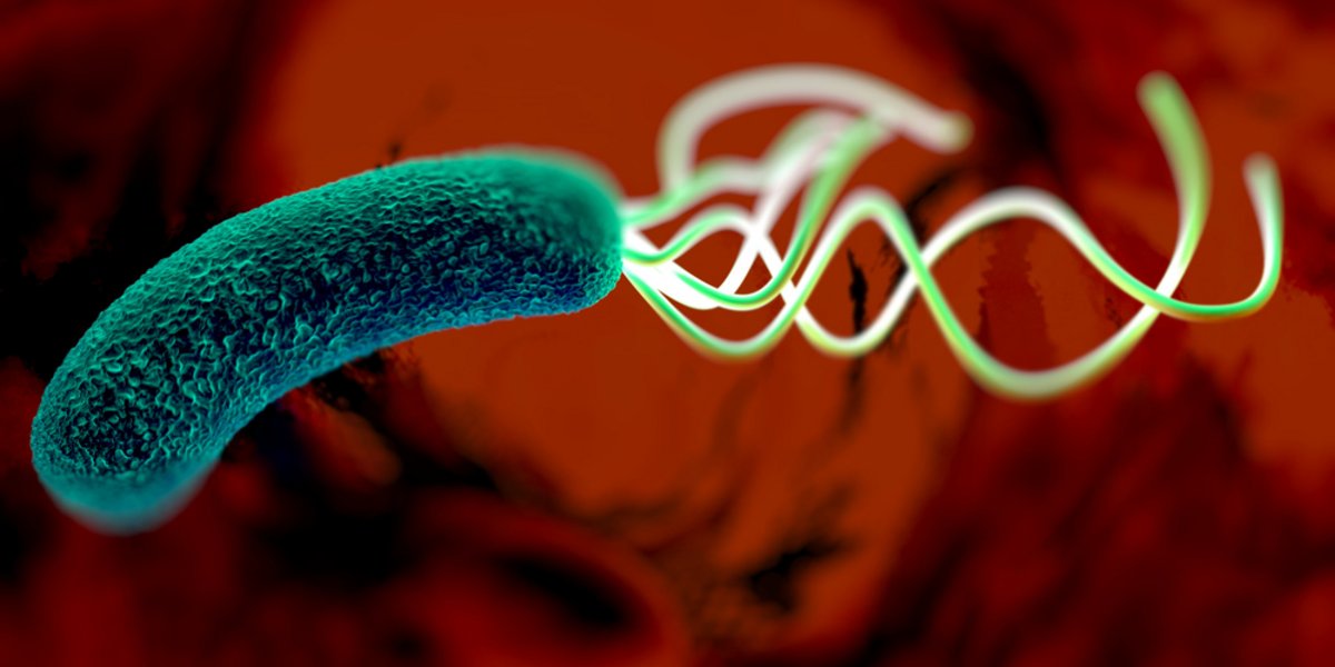 Das Bakterium Helicobacter pylori lebt im menschlichen Magen