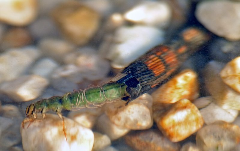 Ce type de larve indique une eau un peu polluée