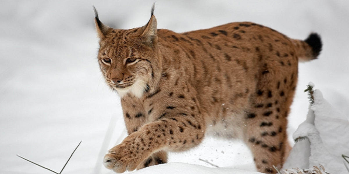 Lynx boréal