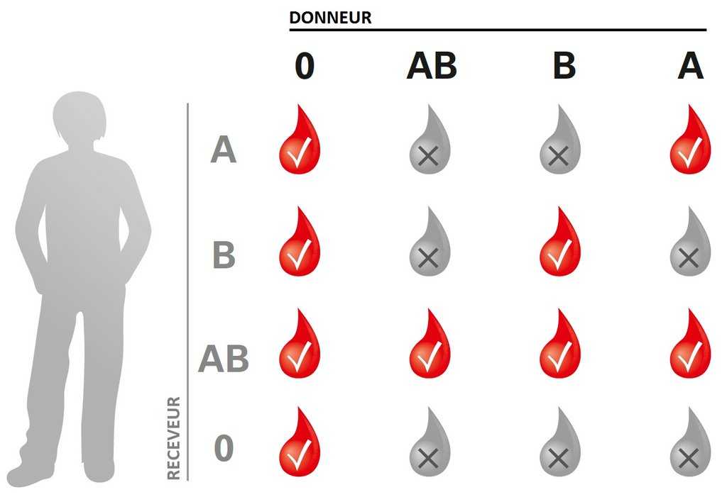 Compatibilités des différents groupes sanguins