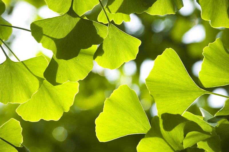 Gingkoblätter