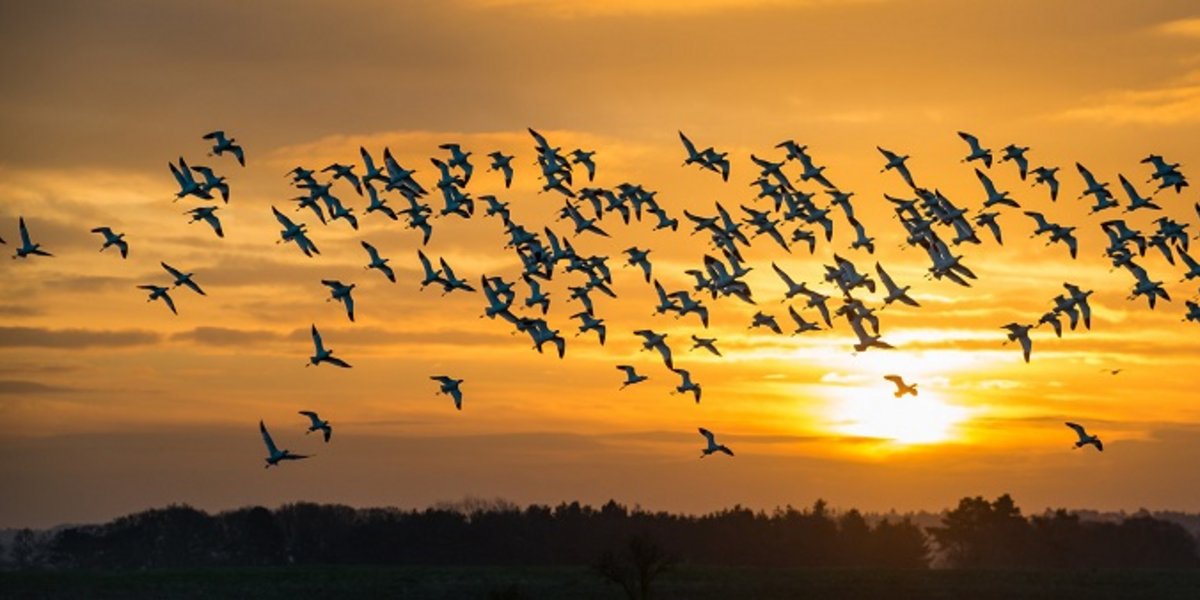 Avocettes en vol