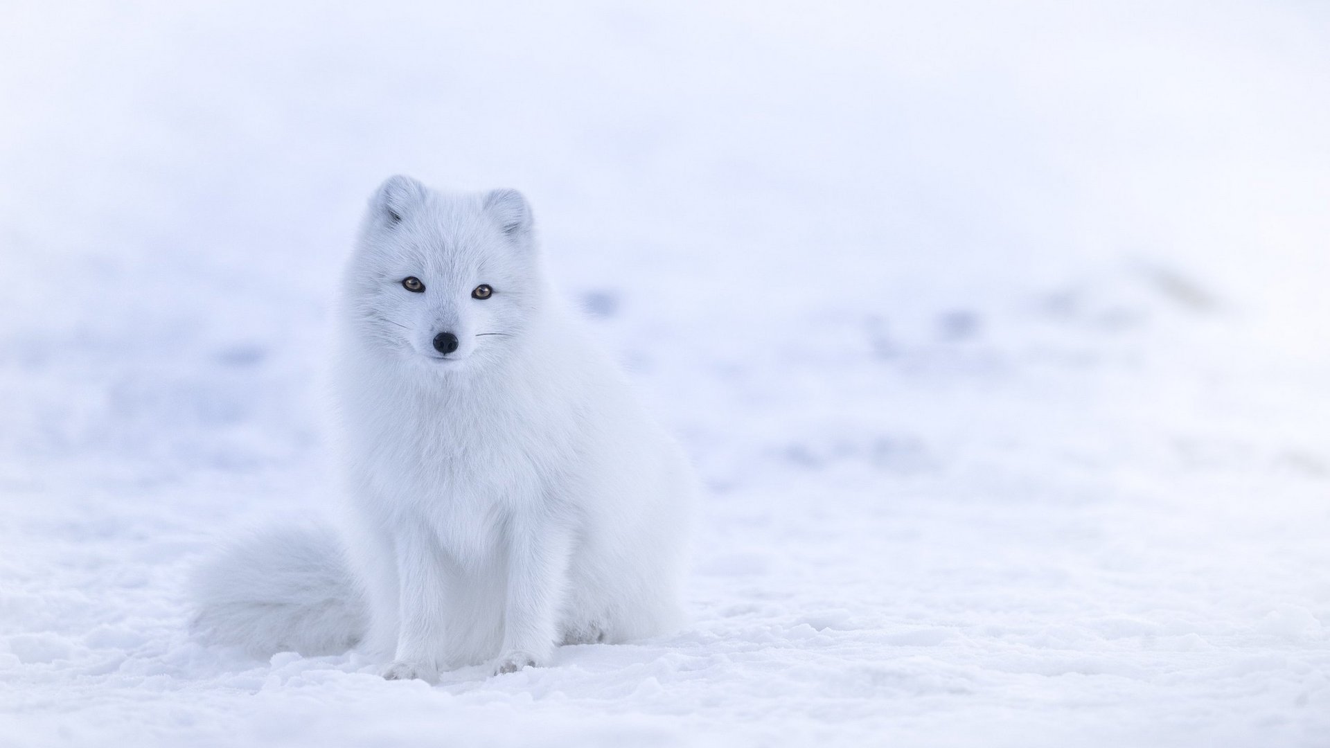 Polarfuchs im weissen Winterfell auf Schneefläche sitzend 