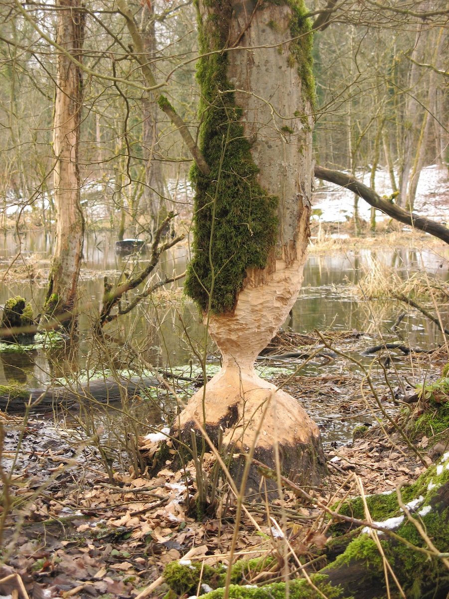 Von Bibern bearbeiteter Baum