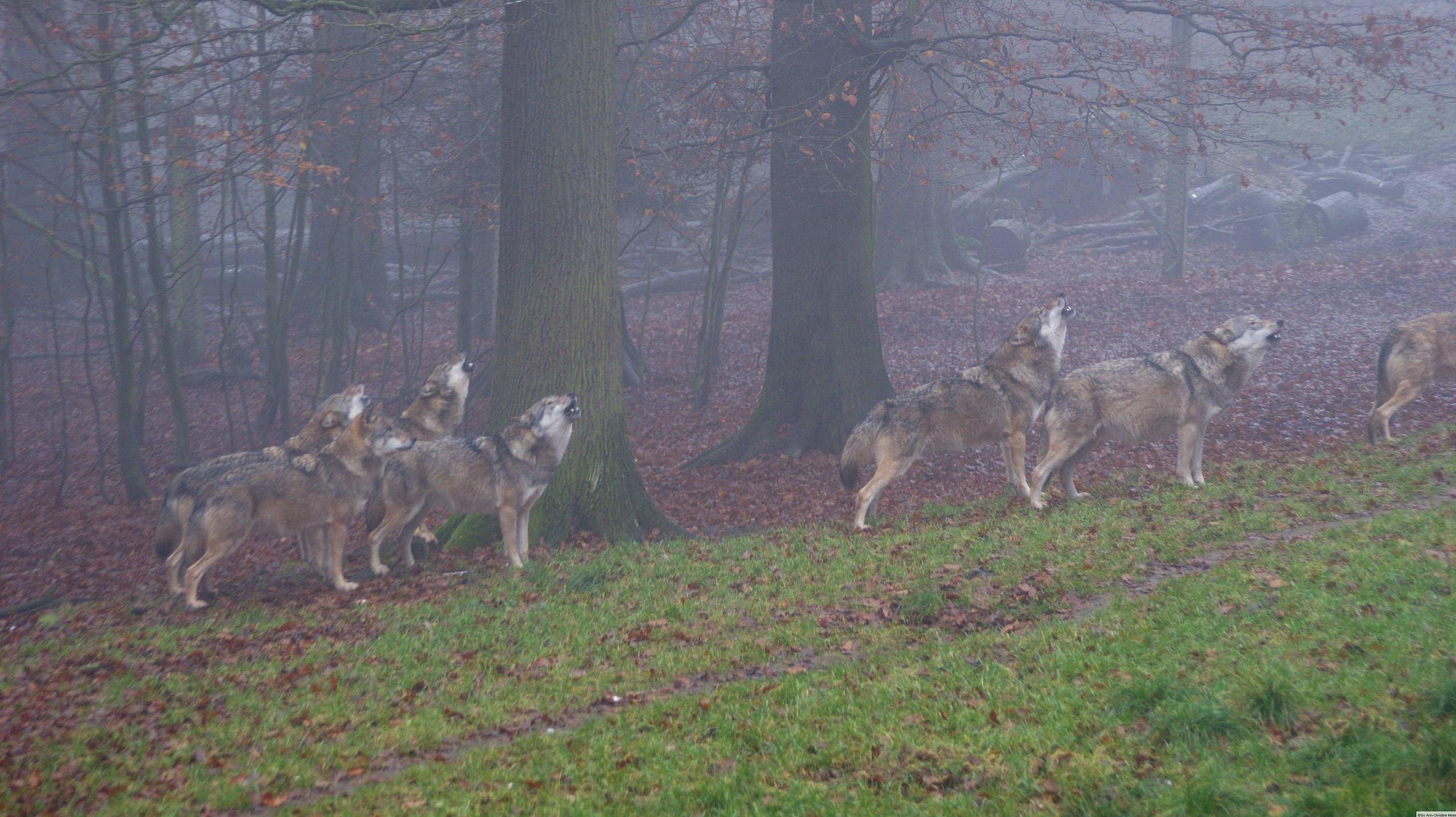 Mehrere heulende Wölfe in der Dämmerung auf einer Wiese am Waldrand