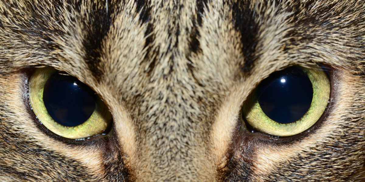 Augen einer Katze mit geweiteten Pupillen