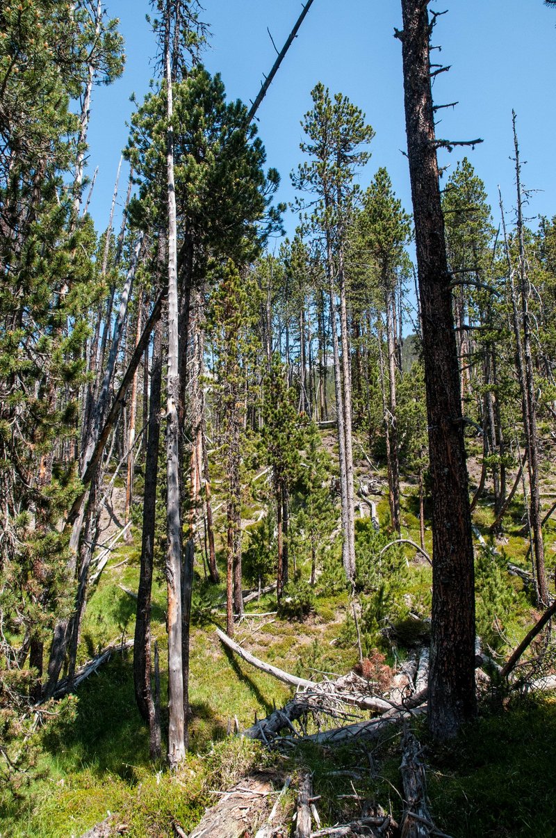 Naturwald im Schweizerischen Nationalpark