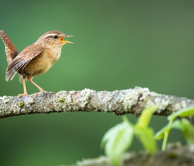 Troglodyte mignon qui chante
