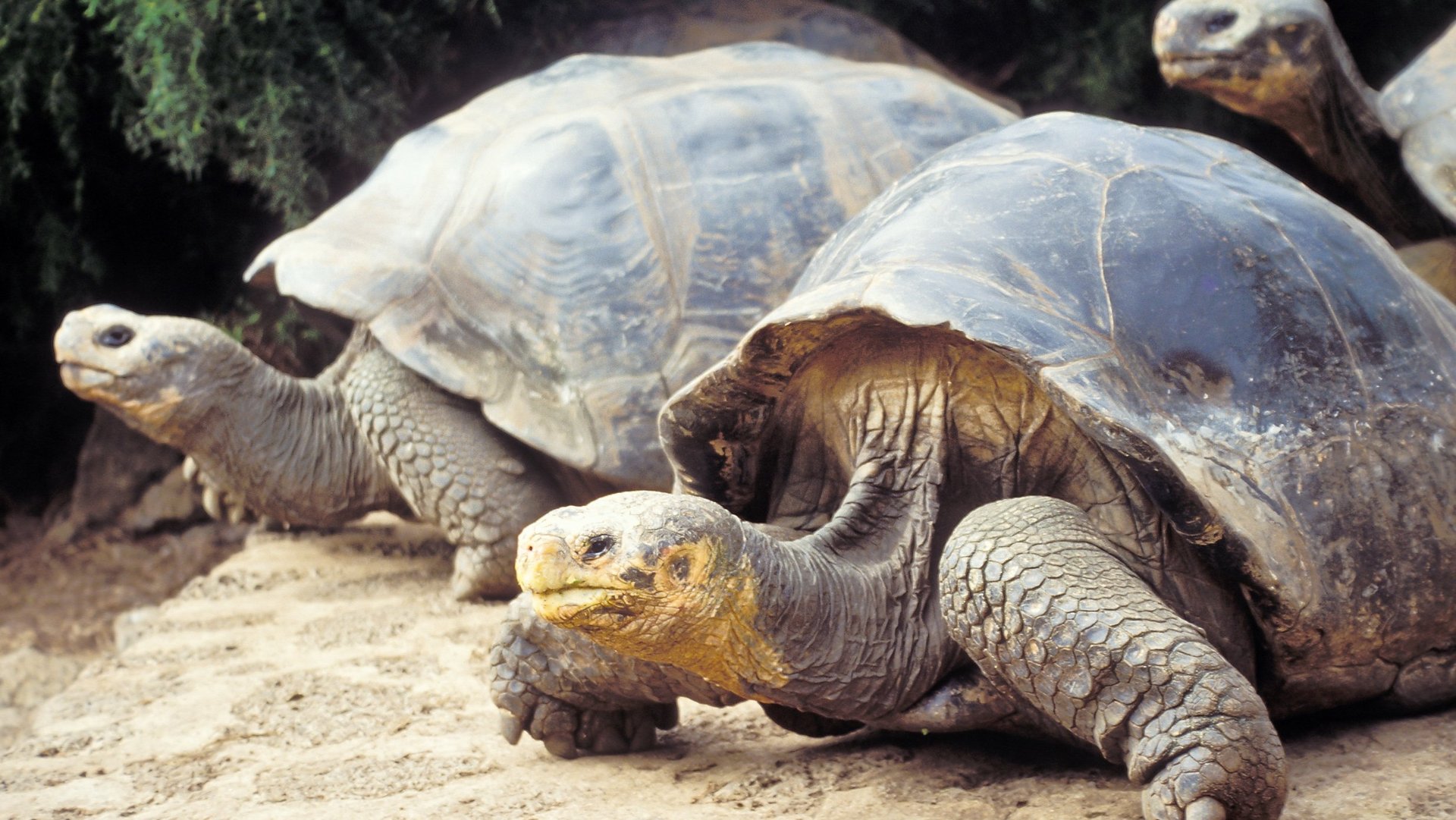 Deux tortues géantes