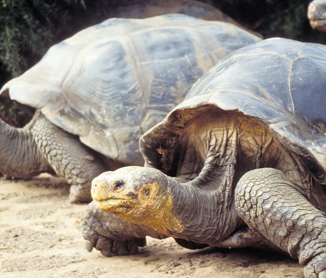 Deux tortues géantes