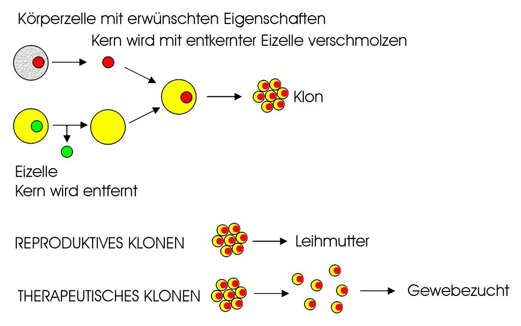 Reproduktives und therapeutisches Klonen.