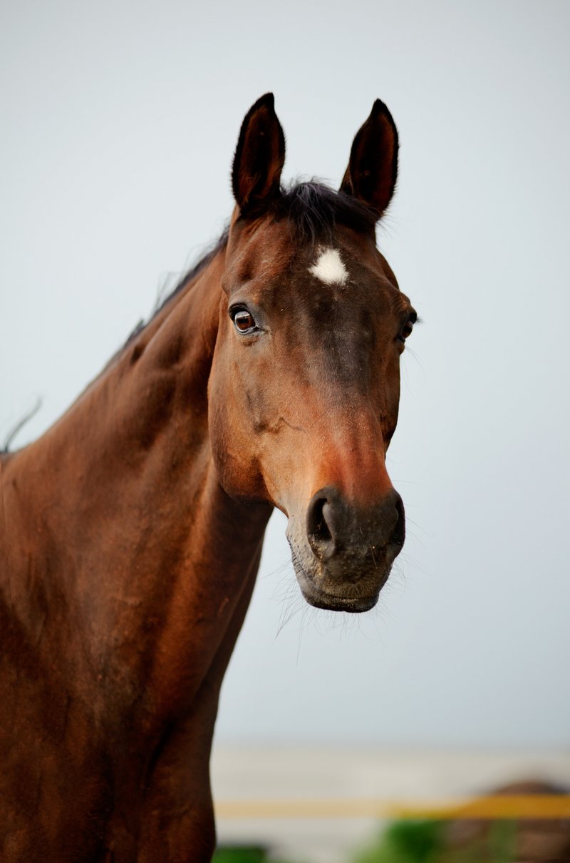 Pferd mit gespitzten Ohren