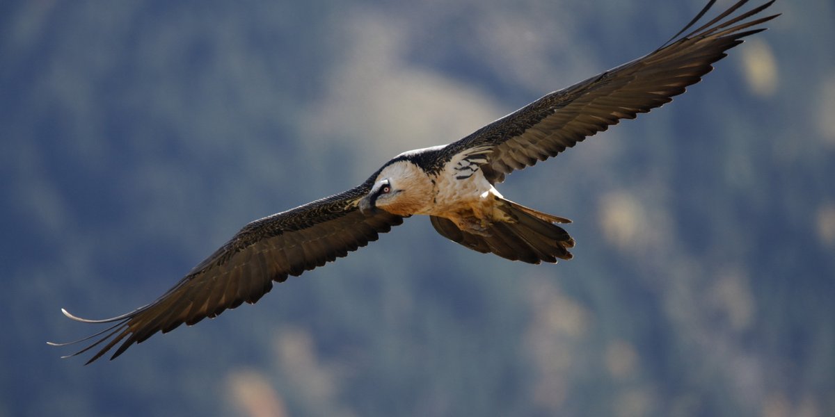 Bartgeier im Flug