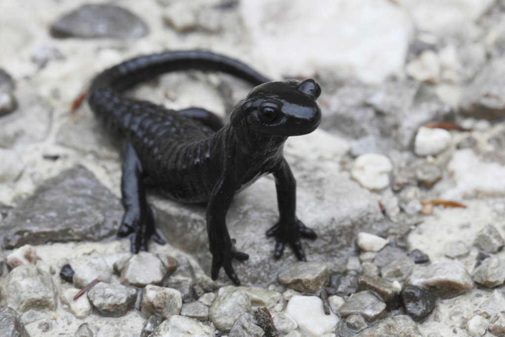 Alpensalamander