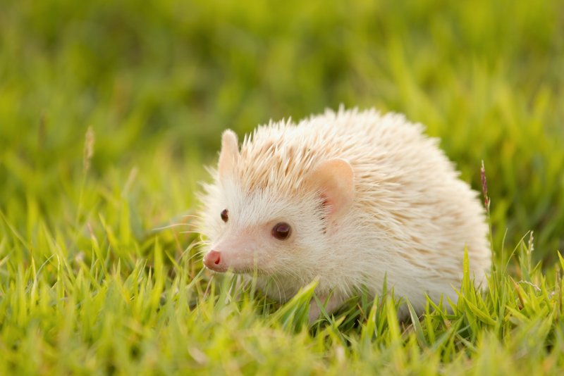 Un bébé hérisson blanc et sans piquants