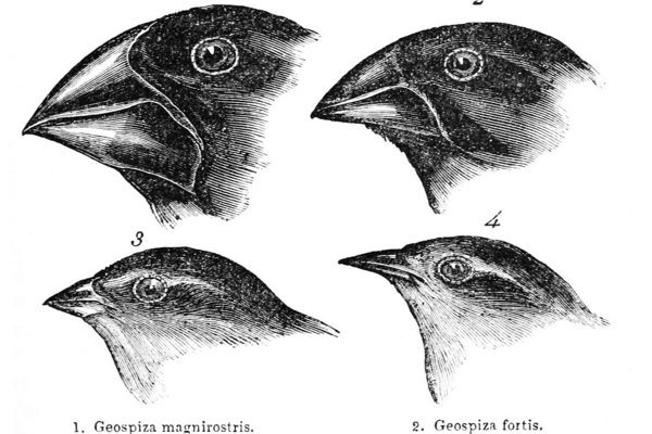 Disegno in bianco e nero di quattro teste di uccelli con diversi becchi