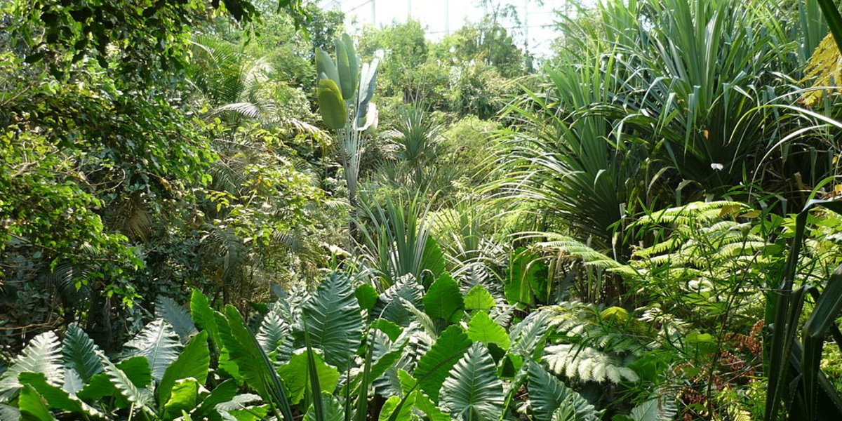 Cette serre du zoo de Zurich reconstitue la forêt de Masoala.