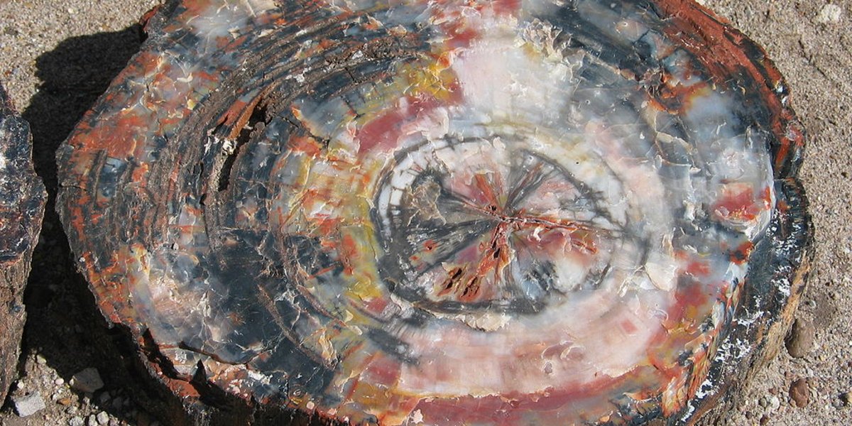 Versteinertes Holz Versteinertes Holz