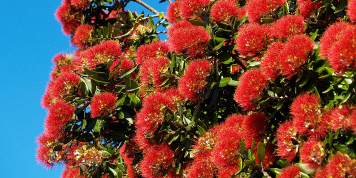 Le pohutukawa est un conifère dont les fleurs rouges s'ouvrent pendant la période de Noël