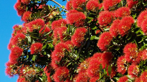Le pohutukawa est un conifère dont les fleurs rouges s'ouvrent pendant la période de Noël