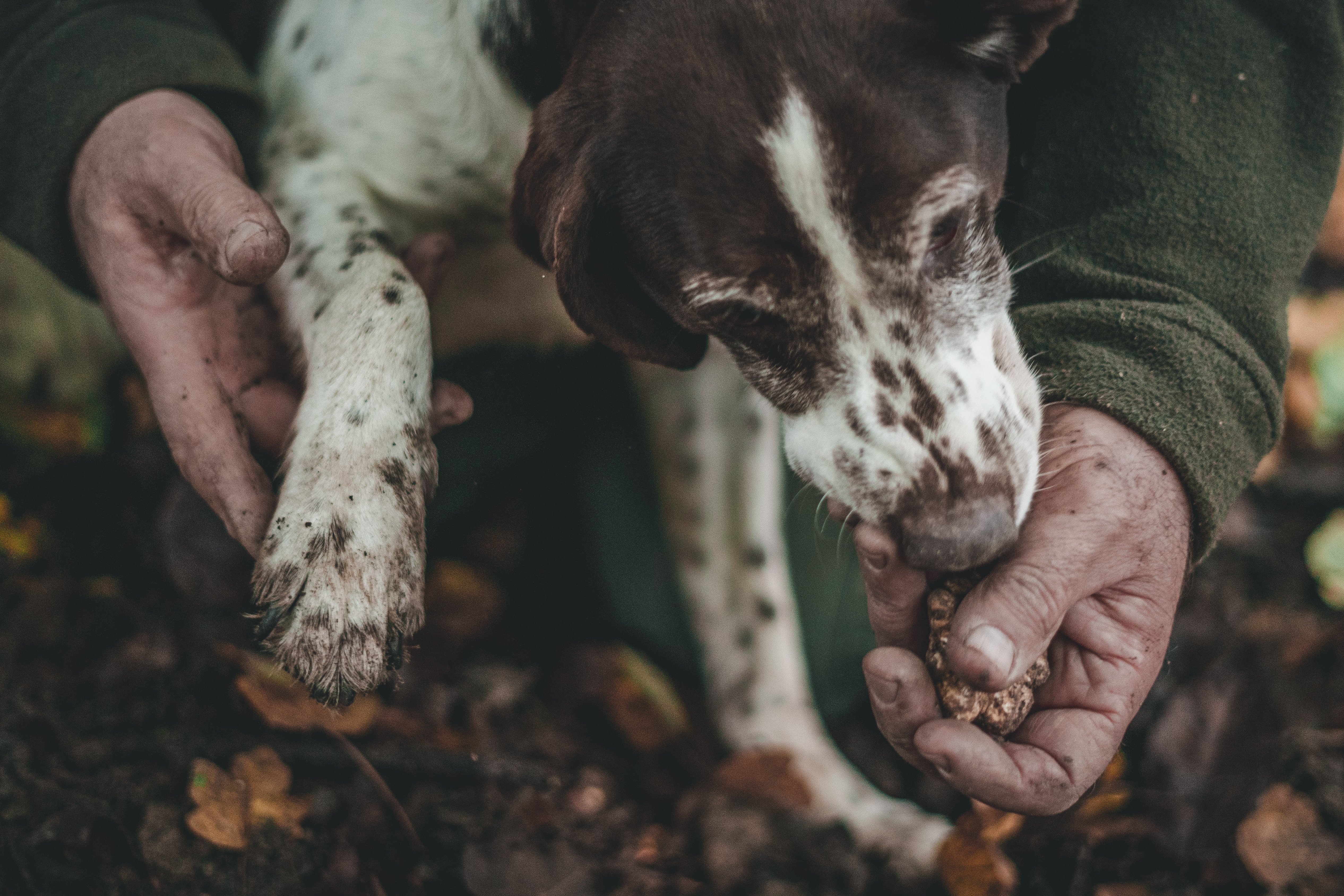 Trüffelhund mit seinem Halter Hund schnuppert an einer Hand, die Trüffeln hält
