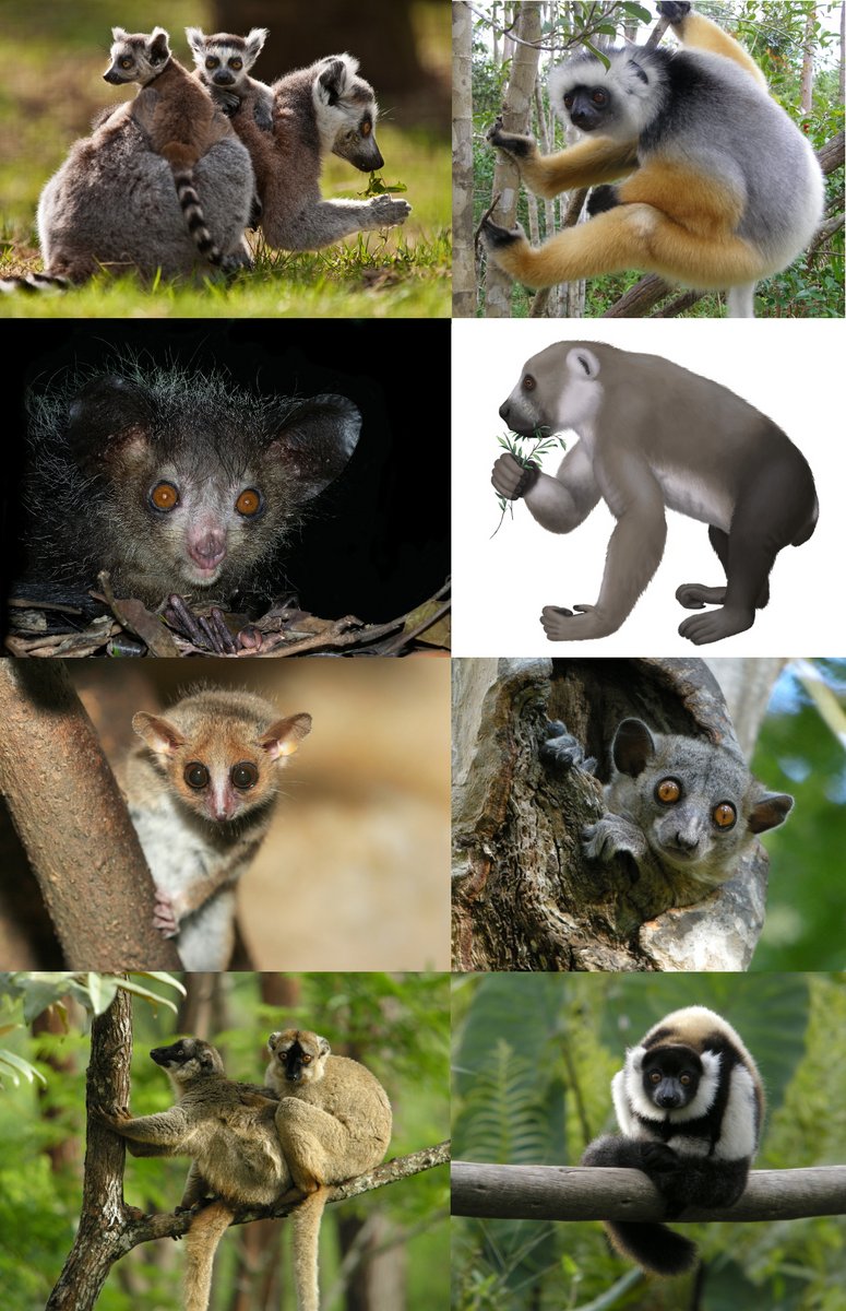 Les lémuriens ressemblent un peu à des singes et vivent dans les arbres malgaches.