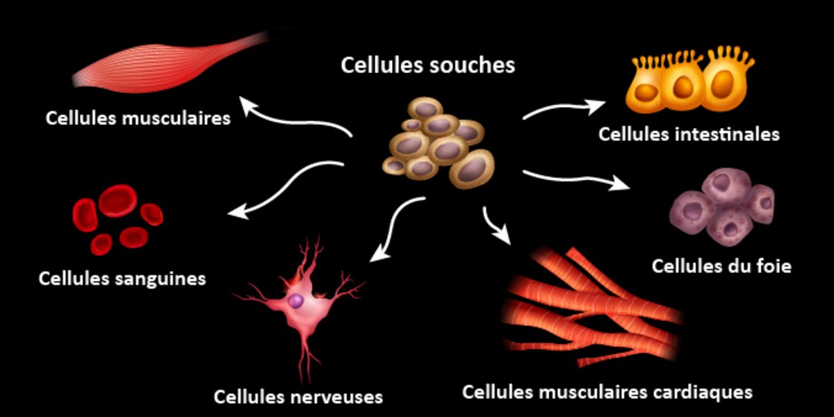 Un nouveau type de cellule souche permettant la croissance des os a été  identifié