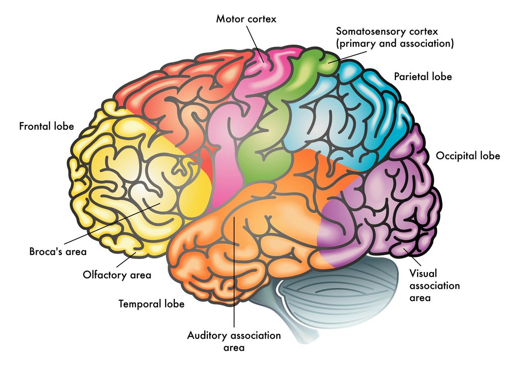 Verschiedene Bereiche des Gehirns
