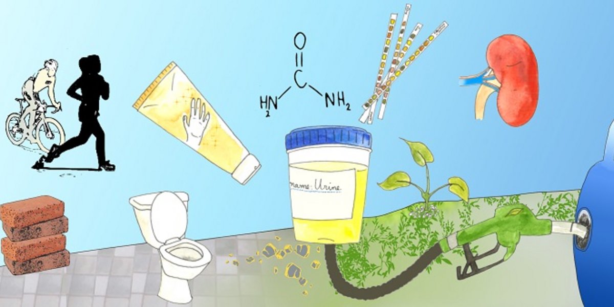 Production et utilisations de l'urine
