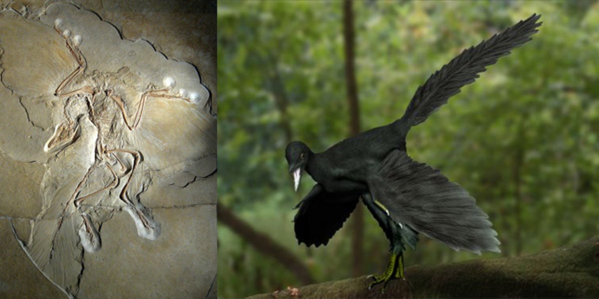 Archaeopteryx Fossil und Modell