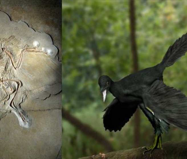 Un fossile d'Archaeopteryx et une image de synthèse de l'animal