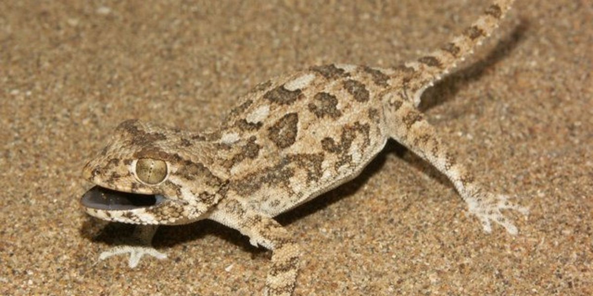 SimplyScience Können Tiere nachts Farben sehen?