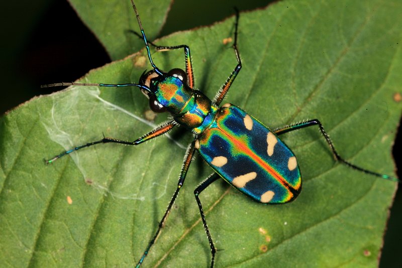 Tigerkäfer in Regenbogenfarben