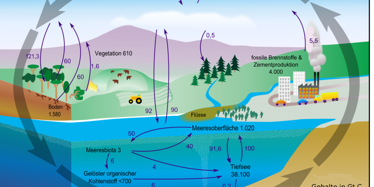 Der Kohlenstoffkreislauf