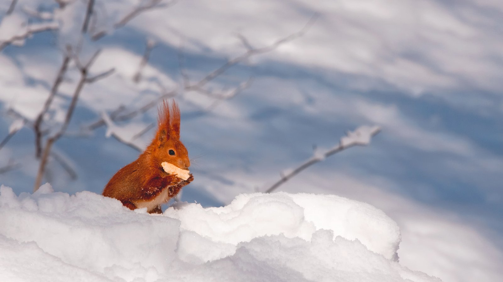 Eichhörnchen im Winter