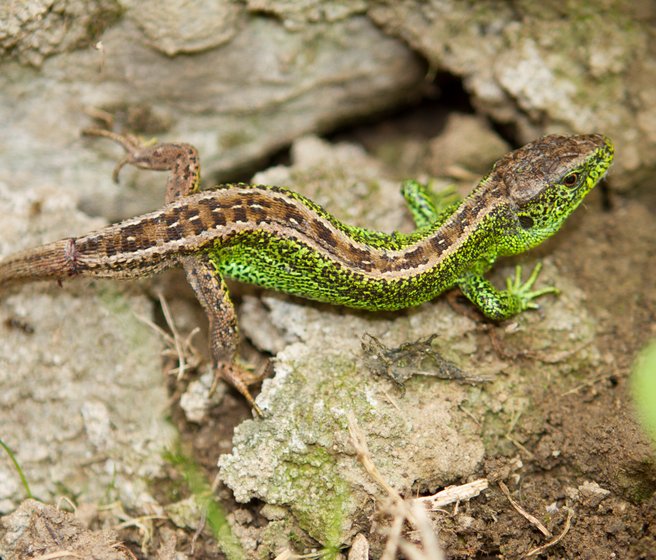 Un lézard avec sa nouvelle queue dont la couleur est un peu différente du reste du corps