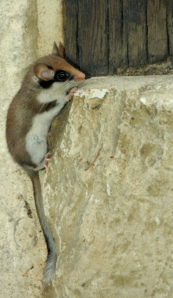 Un lérot grimpant sur une marche devant une porte