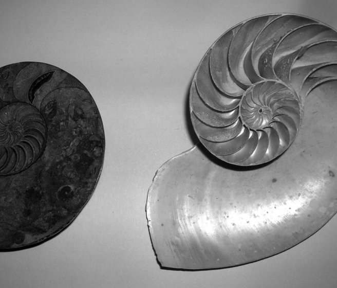 Comparaison entre une coquille d'ammonite et une coquille de nautile: elles se ressemblent beaucoup.