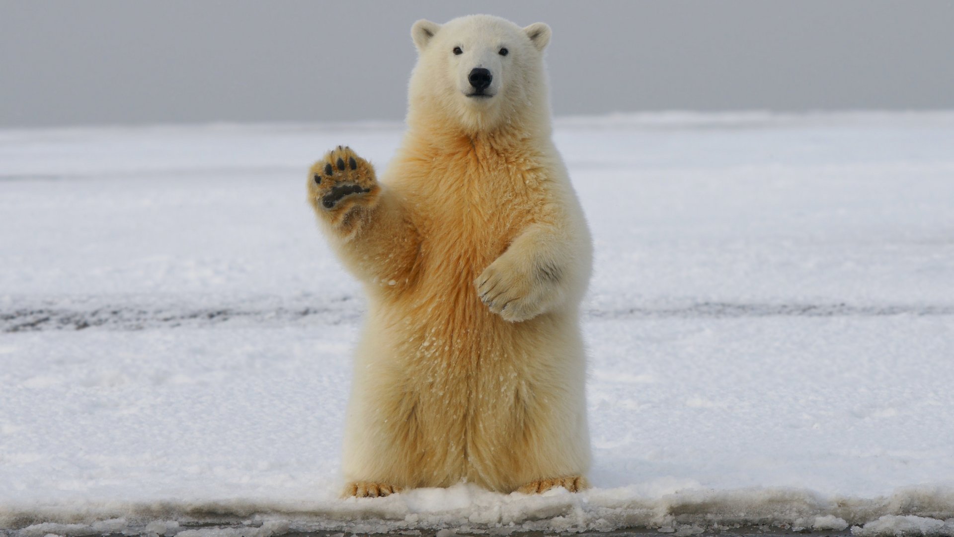 Eisbär im Schnee, aufrecht sitzend, eine Pfote erhoben