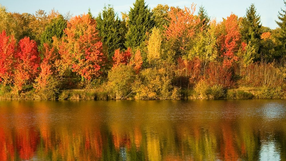 Bunte Bäume im Herbst.