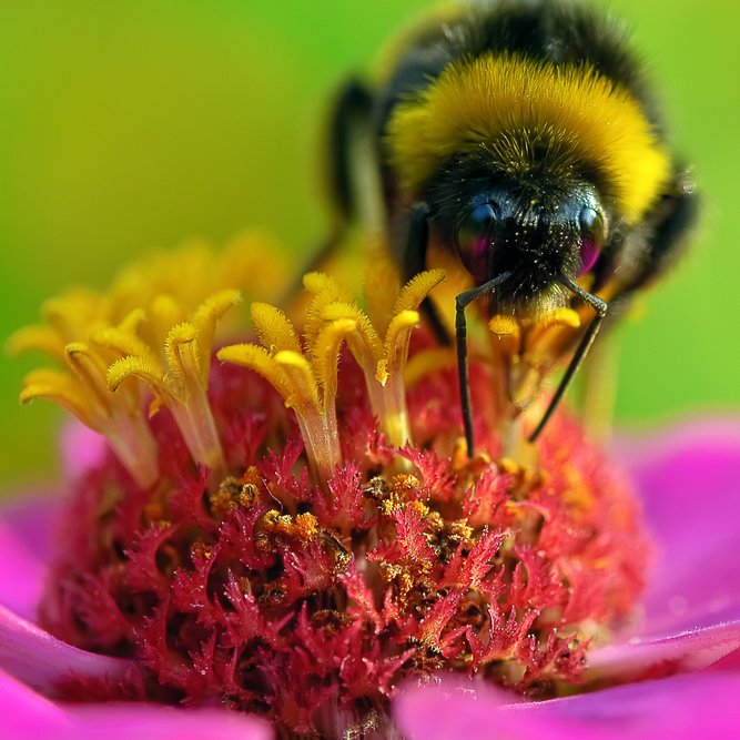 Hummel wird von bunter Blüte angezogen