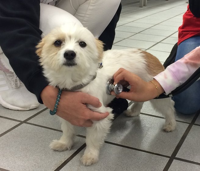 Petit chien examiné au stéthoscope