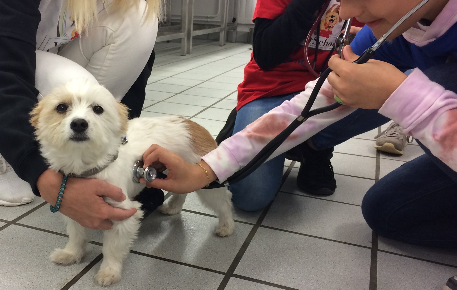 Ein kleiner Hund wird mit dem Stethoskop untersucht.