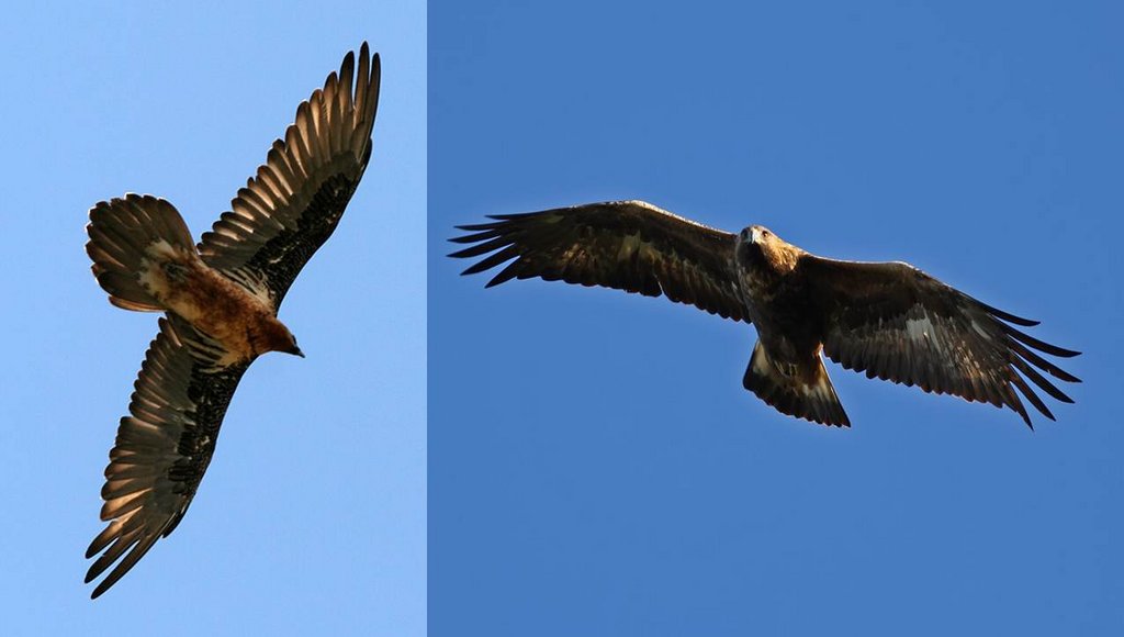 Bartgeier und Steinadler im Flug