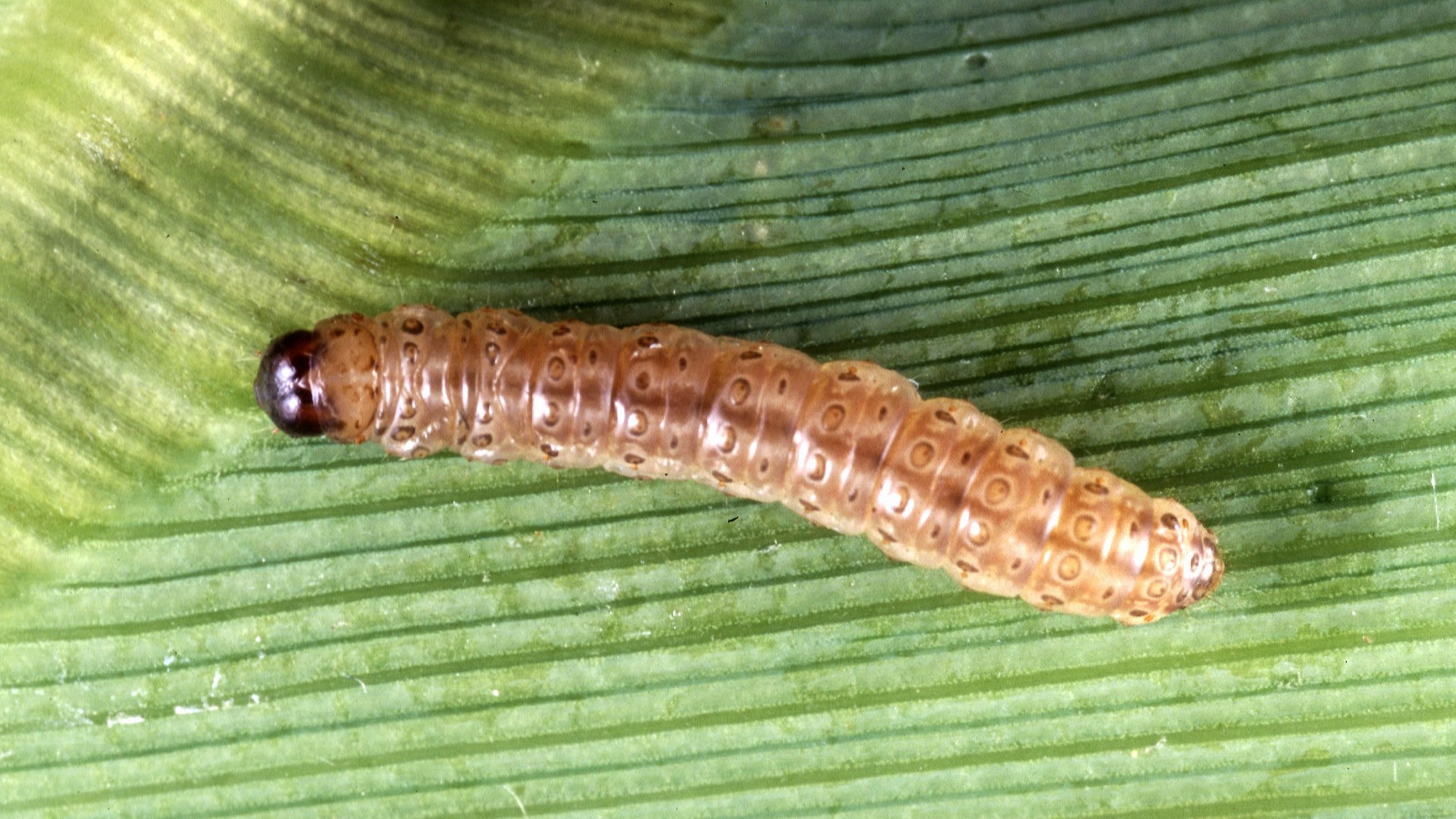 Raupe eines Maiszünslers auf Maisblatt