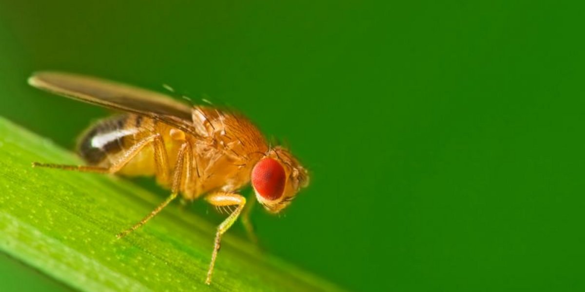 Die Taufliege "Drosophila Melanogaster"