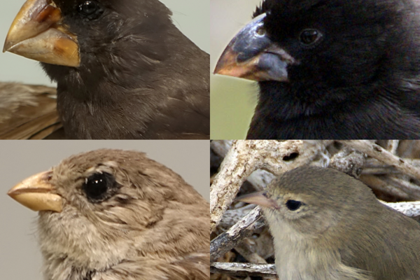 Quattro foto di teste di uccelli