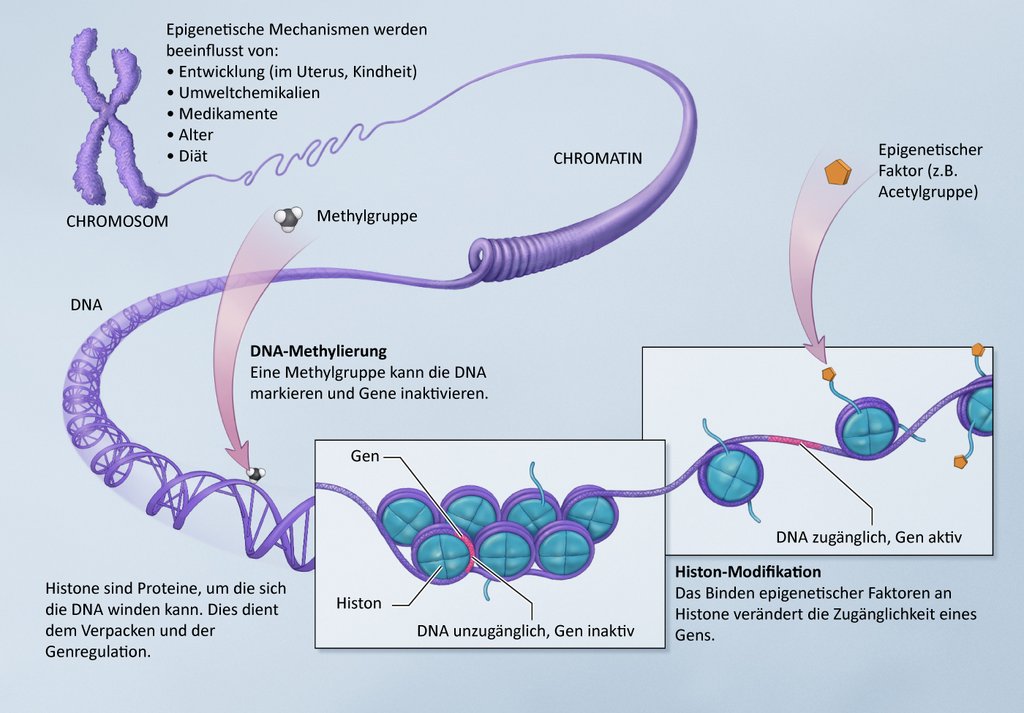 DNA-Methylierung und Acetylierung der Histone.