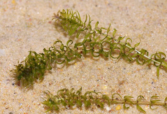 Elodea Nuttallii, die sogenannte Wasserpest