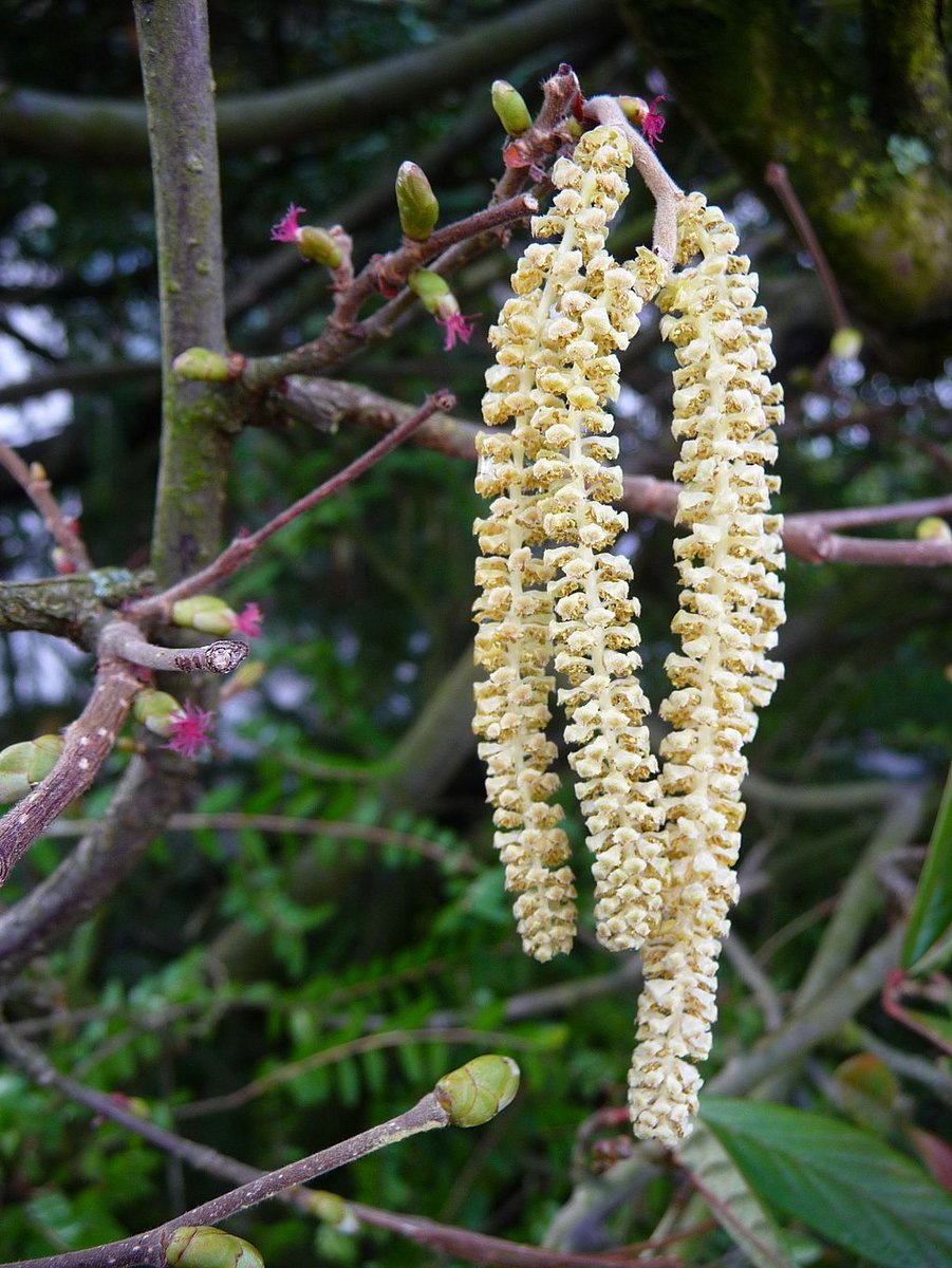 Fleurs mâles et femelles d’un noisetier